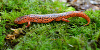 Red Salamander 3