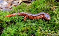 Red Salamander 2