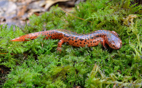Red Salamander 2
