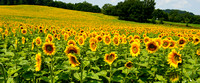 Sunflower Noon