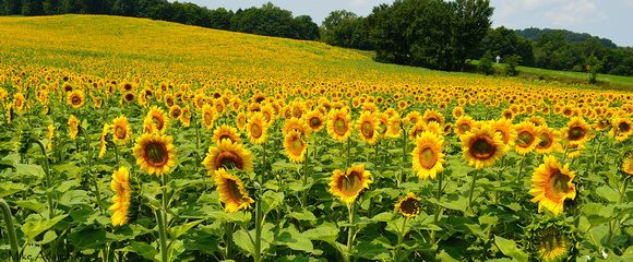 Sunflower Noon