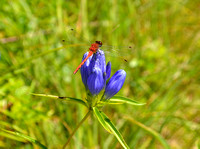 Dragonfly on Narrow-leaved Gentian