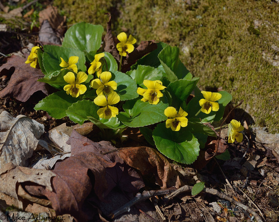Round-leaved Yellow Violets