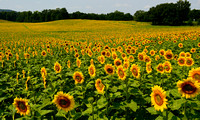Sunflower Delight