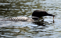Loon with Fish