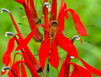 Dragonfly on Cardinal Flower
