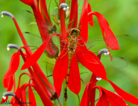 Dragonfly on Cardinal Flower