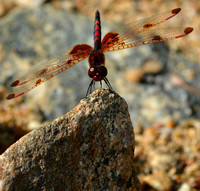 Perched Calico Pennant