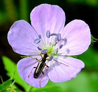 Flower Longhorn Beetle on Wild Geranium