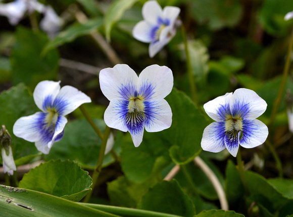 Bicolor Form of the Common Blue Violet (Viola sororia)