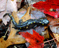 Spotted Salamander 2