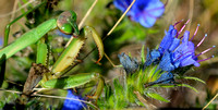 Praying Mantis on Viper Bugloss