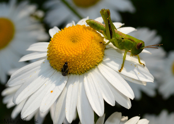 Ox-eye Daisy with Grasshopper & Minute Pirate Bug