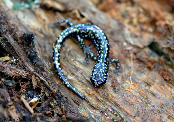 Slimy Salamander 2