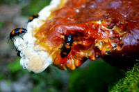 Carrion Beetles Feeding on a Bracket Mushroom