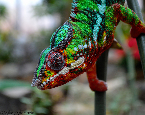 Rainbow Chameleon 3