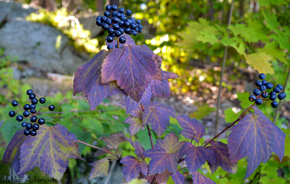 Fruiting Maple-leaf Viburnum