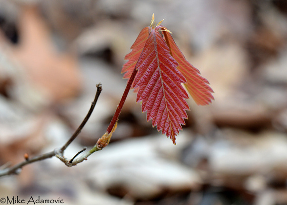 Young Oak Leaves
