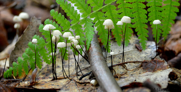 Pinwheel Mushrooms