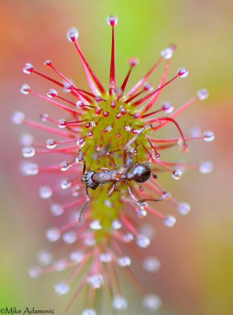 Ant Caught by Sundew
