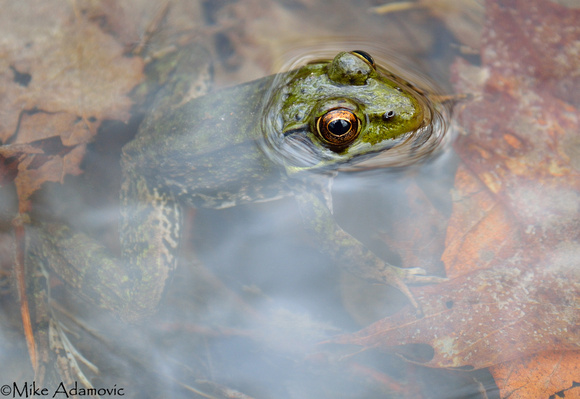 Green Frog in Water