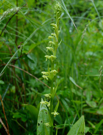 Northern Tubercled Bog Orchid 2