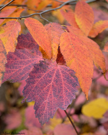 Maple-leaf Viburnum & American Hornbeam