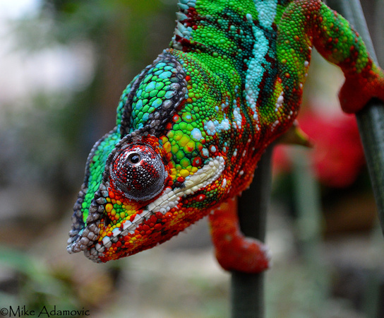 Rainbow Chameleon 2