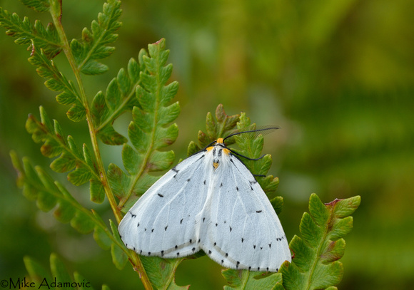 Chain-dotted Geometer