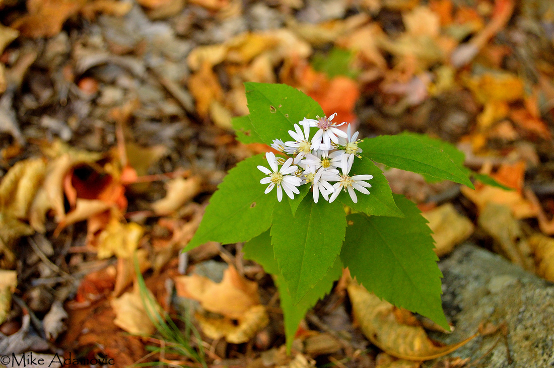 White Wood Aster