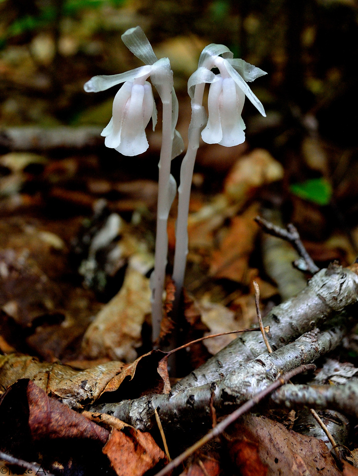Indian Pipe Dusk