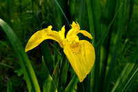 Yellow Flag Iris
