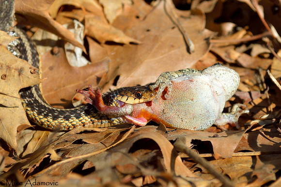 Garter Snake Meal