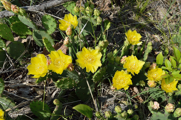 Eastern Prickly Pear Cactus