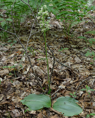Greater Roundleaved Orchid 2