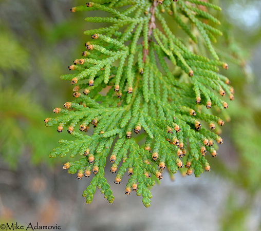 Northern White Cedar (Arborvitae)