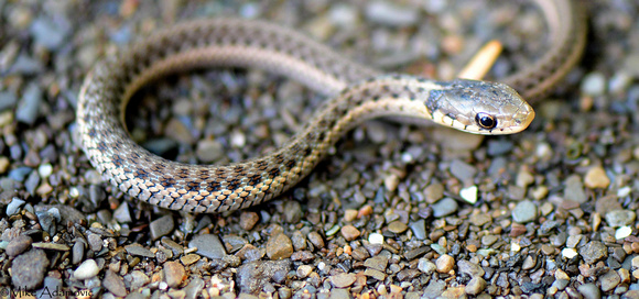 Young Garter Snake