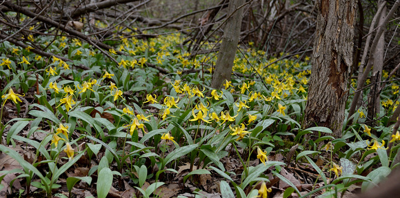 Trout Lily Colony