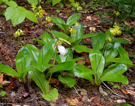 Pink Lady's Slipper (White Form) & Blue-bead Lilies