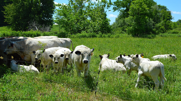 Cattle Field
