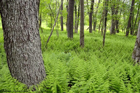 Hay-scented Fern Glade