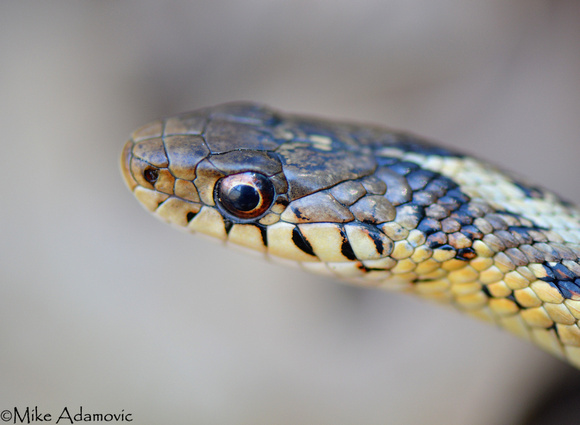 Garter Snake Portrait