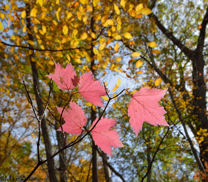 Maple-leaf Viburnum Glow