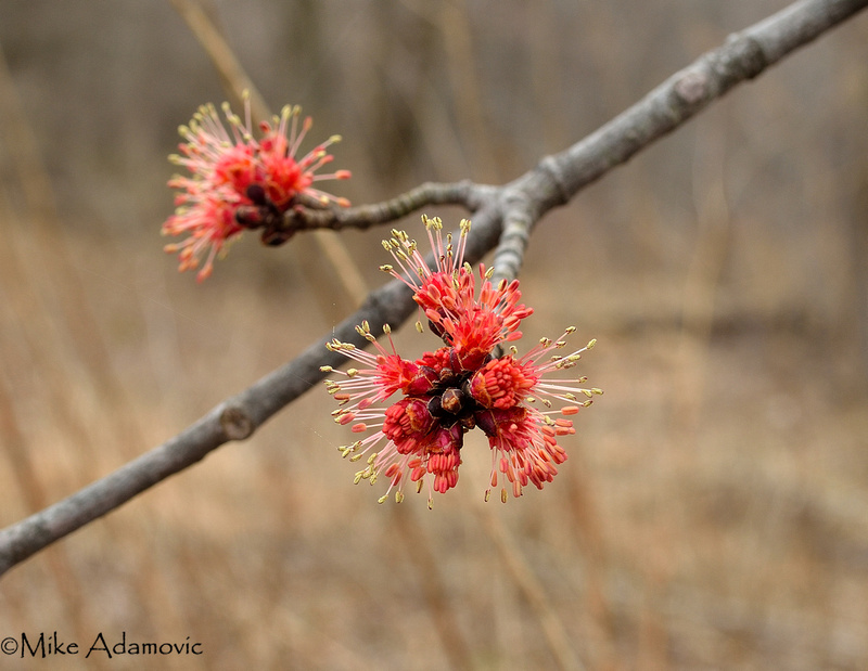 Male Red Maple Flowers