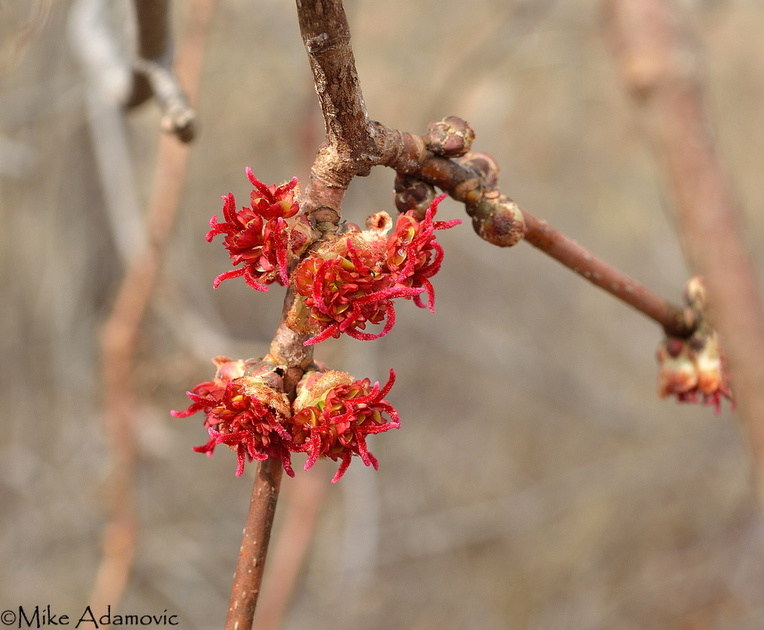 Female Red Maple Flowers