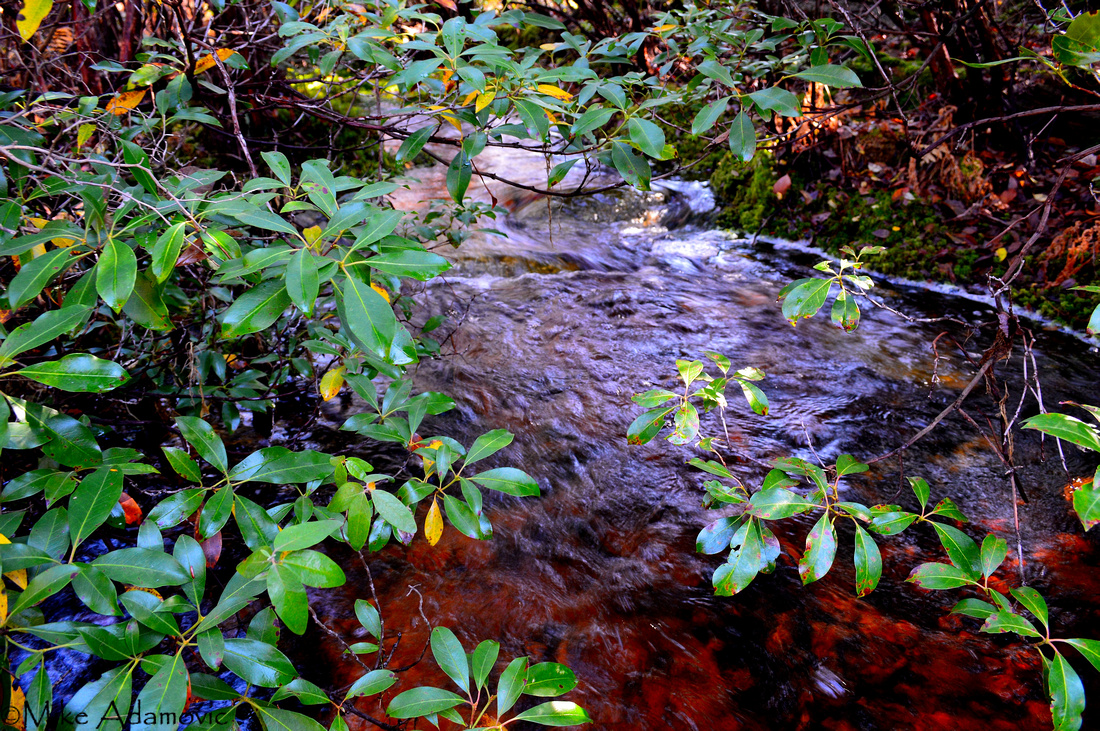 Mountain Laurel Over a Tannin-laced Stream