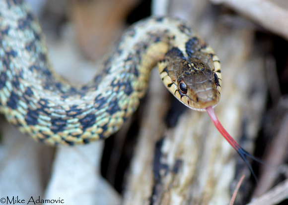 Garter Snake with Tongue