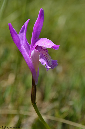 Dragon's Mouth Orchid