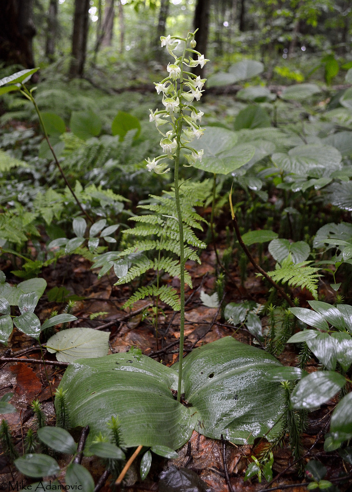 Greater Roundleaved Orchid