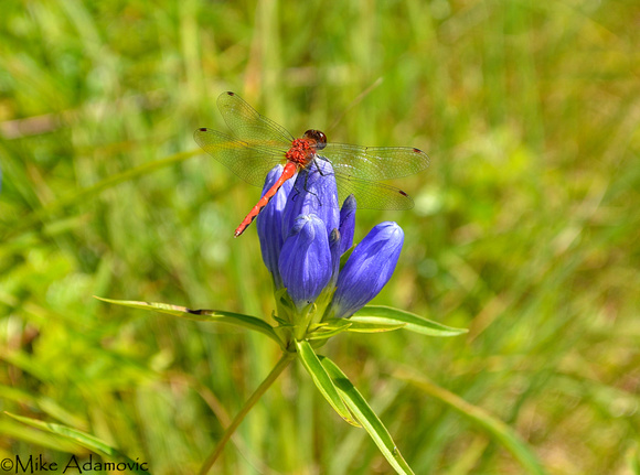 Dragonfly on Narrow-leaved Gentian